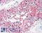 Sushi Repeat Containing Protein X-Linked 2 antibody, LS-A9378, Lifespan Biosciences, Immunohistochemistry frozen image 