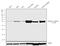 Glutamate-Ammonia Ligase antibody, 710963, Invitrogen Antibodies, Western Blot image 