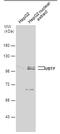 Upstream Binding Transcription Factor antibody, PA5-78213, Invitrogen Antibodies, Western Blot image 