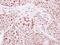 TFIIIC90 antibody, GTX118874, GeneTex, Immunohistochemistry paraffin image 