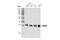 Methyl-CpG Binding Domain Protein 3 antibody, 99169S, Cell Signaling Technology, Western Blot image 