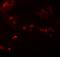 SPRY Domain Containing 4 antibody, NBP1-77100, Novus Biologicals, Immunocytochemistry image 