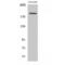 Tubulin Gamma Complex Associated Protein 6 antibody, LS-C383663, Lifespan Biosciences, Western Blot image 