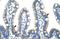 Fibrillarin antibody, NBP1-57272, Novus Biologicals, Immunohistochemistry paraffin image 