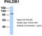 Pleckstrin Homology Like Domain Family B Member 1 antibody, TA333841, Origene, Western Blot image 