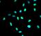 Histone Deacetylase 1 antibody, FNab03792, FineTest, Immunofluorescence image 
