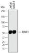 RUNX Family Transcription Factor 1 antibody, MAB23991, R&D Systems, Western Blot image 