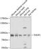 Thimet Oligopeptidase 1 antibody, 23-717, ProSci, Western Blot image 