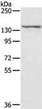 Stromal Antigen 2 antibody, PA5-50784, Invitrogen Antibodies, Western Blot image 