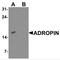 Energy Homeostasis Associated antibody, NBP2-81884, Novus Biologicals, Western Blot image 