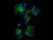 Mitogen-Activated Protein Kinase Kinase 3 antibody, LS-C174565, Lifespan Biosciences, Immunofluorescence image 