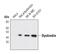 Dystrobrevin Binding Protein 1 antibody, PA5-17076, Invitrogen Antibodies, Western Blot image 