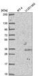 CAMP Responsive Element Binding Protein 5 antibody, PA5-66406, Invitrogen Antibodies, Western Blot image 