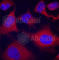 SRBP1 antibody, AP0196, ABclonal Technology, Immunofluorescence image 