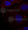Paxillin antibody, AP0441, ABclonal Technology, Immunofluorescence image 