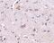 Cerebral Dopamine Neurotrophic Factor antibody, PA5-20429, Invitrogen Antibodies, Immunohistochemistry frozen image 