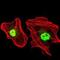 Replication Protein A1 antibody, MA5-17166, Invitrogen Antibodies, Immunofluorescence image 