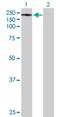 StAR Related Lipid Transfer Domain Containing 8 antibody, H00009754-B01P, Novus Biologicals, Western Blot image 