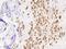 Matrix Remodeling Associated 7 antibody, 205859-T10, Sino Biological, Immunohistochemistry frozen image 
