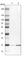  antibody, HPA046258, Atlas Antibodies, Western Blot image 