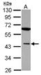 Muscleblind Like Splicing Regulator 1 antibody, NBP2-19445, Novus Biologicals, Western Blot image 