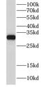 Glutathione S-Transferase Mu 3 antibody, FNab03693, FineTest, Western Blot image 