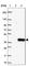 Peptidylprolyl Isomerase E antibody, HPA020131, Atlas Antibodies, Western Blot image 