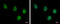 Ubiquitin Specific Peptidase 7 antibody, GTX631109, GeneTex, Immunocytochemistry image 