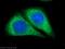 VAMP Associated Protein A antibody, 15275-1-AP, Proteintech Group, Immunofluorescence image 