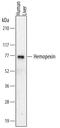 Hemopexin antibody, MAB4490, R&D Systems, Western Blot image 