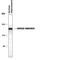 Glutamate Ionotropic Receptor NMDA Type Subunit 2B antibody, PPS055, R&D Systems, Western Blot image 