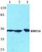 Bone Morphogenetic Protein 10 antibody, PA5-75487, Invitrogen Antibodies, Western Blot image 