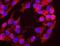 Replication Factor C Subunit 5 antibody, NB100-235, Novus Biologicals, Proximity Ligation Assay image 