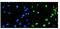 AlkB Homolog 5, RNA Demethylase antibody, A03360, Boster Biological Technology, Immunofluorescence image 