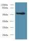 Cysteine Sulfinic Acid Decarboxylase antibody, LS-C375526, Lifespan Biosciences, Western Blot image 