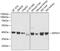 Selenophosphate Synthetase 1 antibody, 14-972, ProSci, Western Blot image 