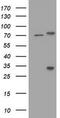 RIPK1 antibody, TA800328, Origene, Western Blot image 