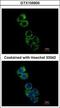 Glutathione S-Transferase Alpha 2 antibody, GTX105600, GeneTex, Immunofluorescence image 