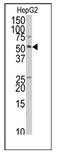 TRAF-interacting protein antibody, AP12471PU-N, Origene, Western Blot image 