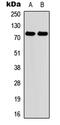 Myeloperoxidase antibody, abx121646, Abbexa, Western Blot image 