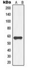 Growth Differentiation Factor 9 antibody, orb213975, Biorbyt, Western Blot image 