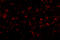 Melanocortin 4 Receptor antibody, 5199, ProSci, Immunofluorescence image 