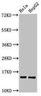 Interferon Induced Transmembrane Protein 3 antibody, CSB-PA011026LA01HU, Cusabio, Western Blot image 