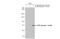 Eukaryotic Translation Initiation Factor 2 Alpha Kinase 2 antibody, GTX132789, GeneTex, Western Blot image 