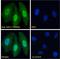 Tripartite Motif Containing 28 antibody, LS-B3928, Lifespan Biosciences, Western Blot image 