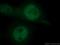 High Mobility Group 20A antibody, 66676-1-Ig, Proteintech Group, Immunofluorescence image 