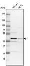 Tribbles Pseudokinase 2 antibody, HPA001305, Atlas Antibodies, Western Blot image 