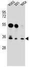 GLIPR1 Like 2 antibody, AP51851PU-N, Origene, Western Blot image 