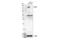 CD163 antibody, 93498S, Cell Signaling Technology, Western Blot image 