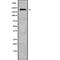 Nucleoporin 210 Like antibody, PA5-68252, Invitrogen Antibodies, Western Blot image 